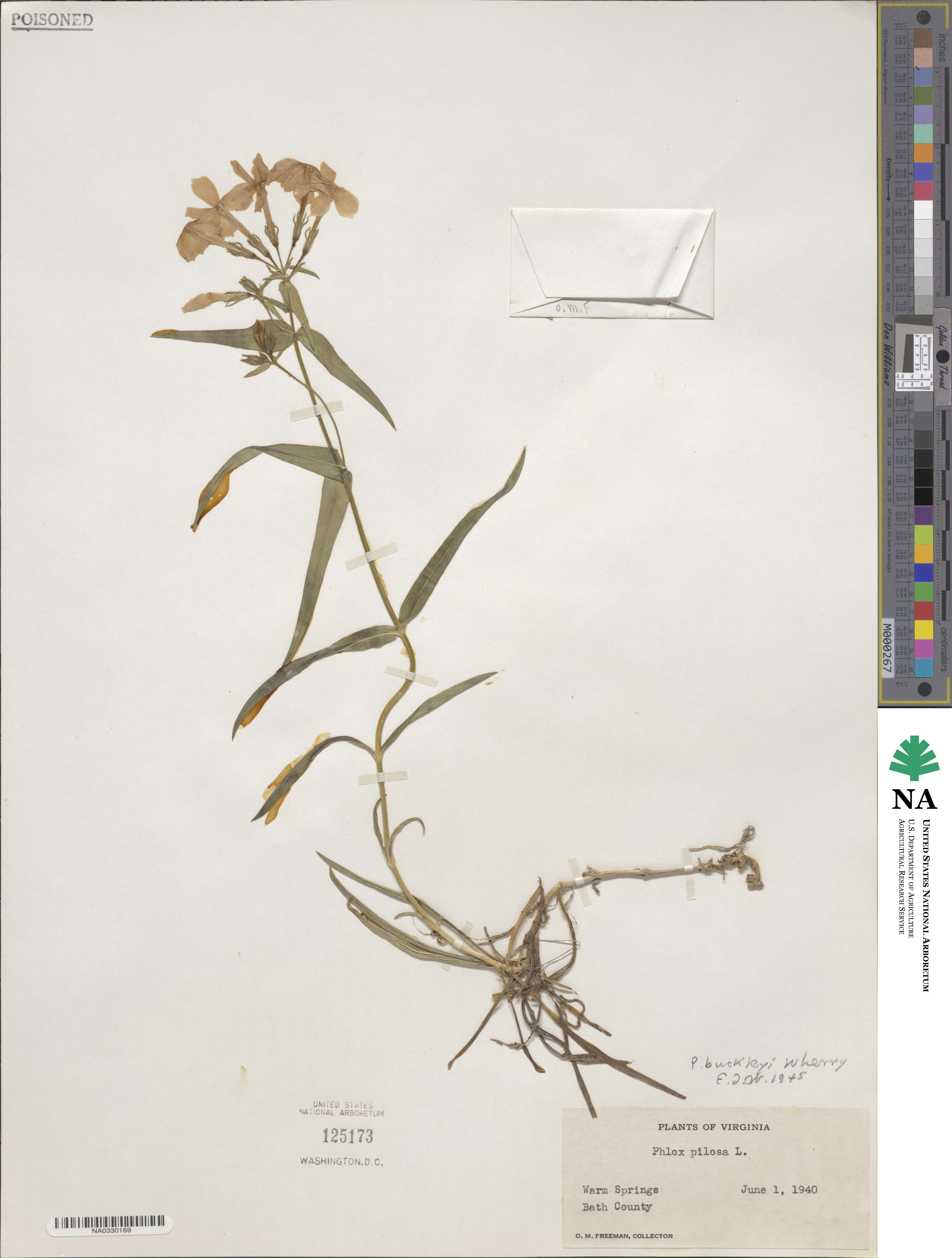 Phlox buckleyi image