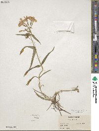 Phlox buckleyi image