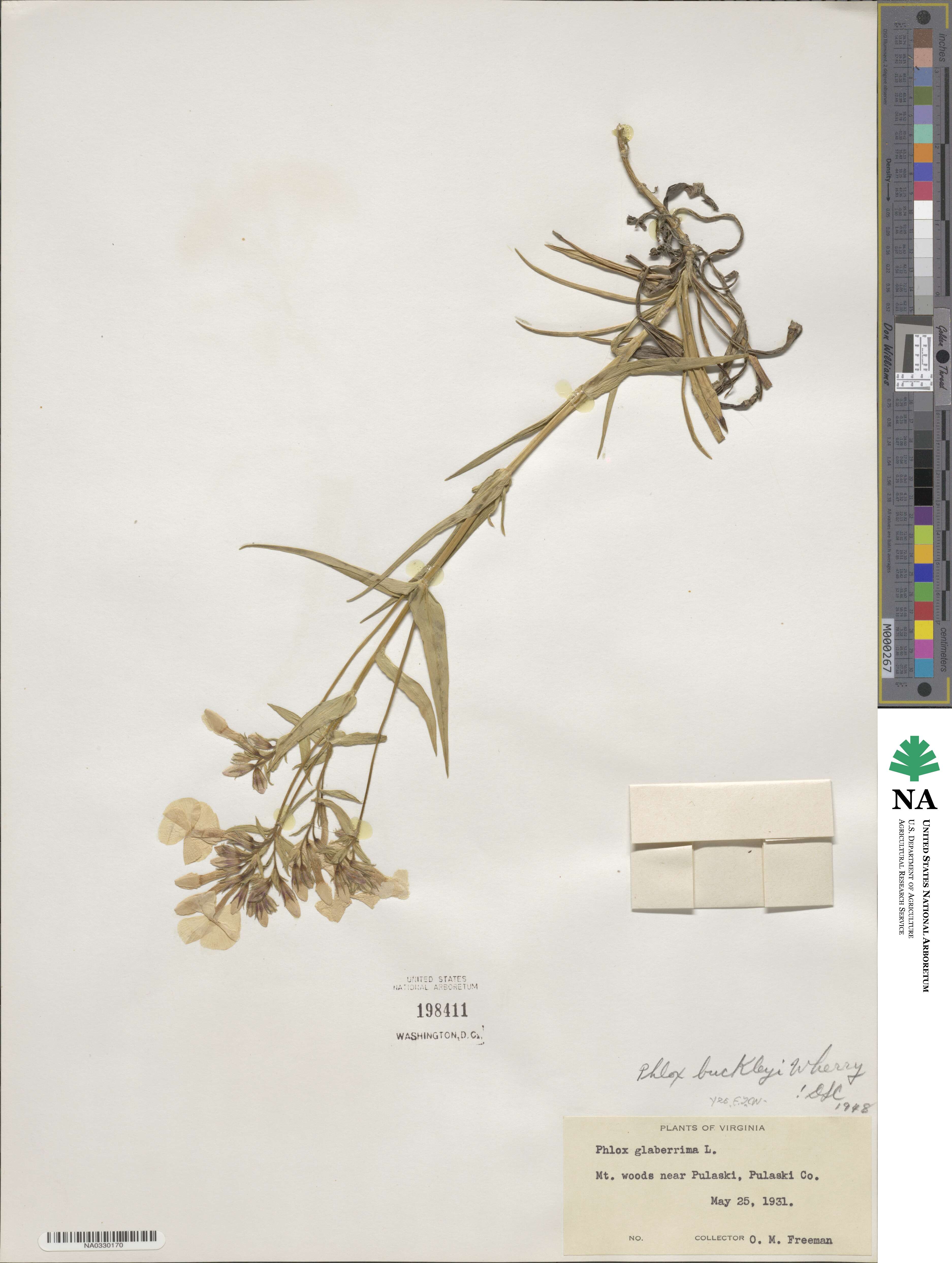 Phlox buckleyi image