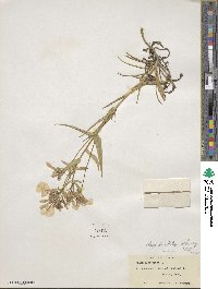 Phlox buckleyi image