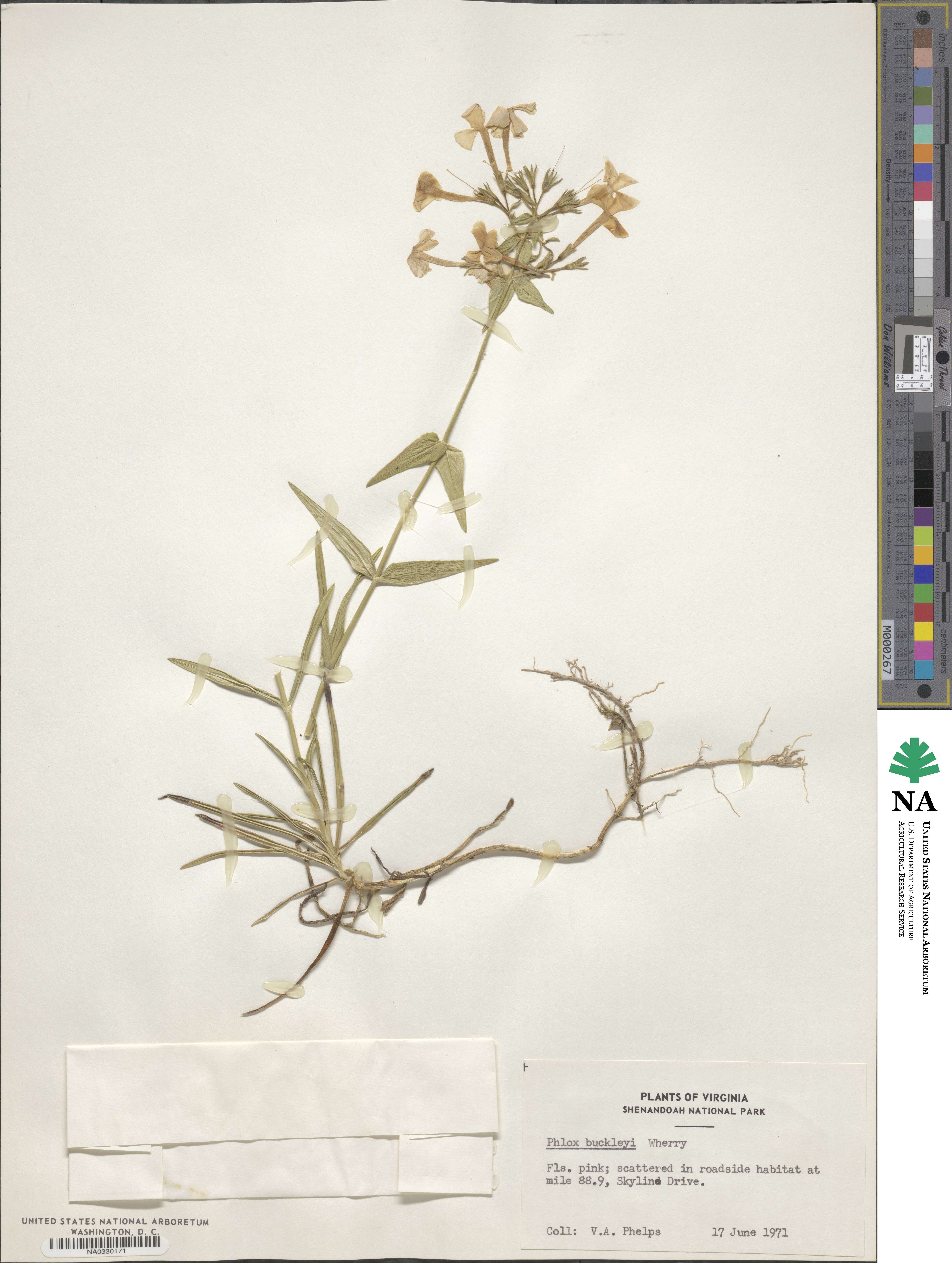 Phlox buckleyi image