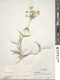 Phlox buckleyi image