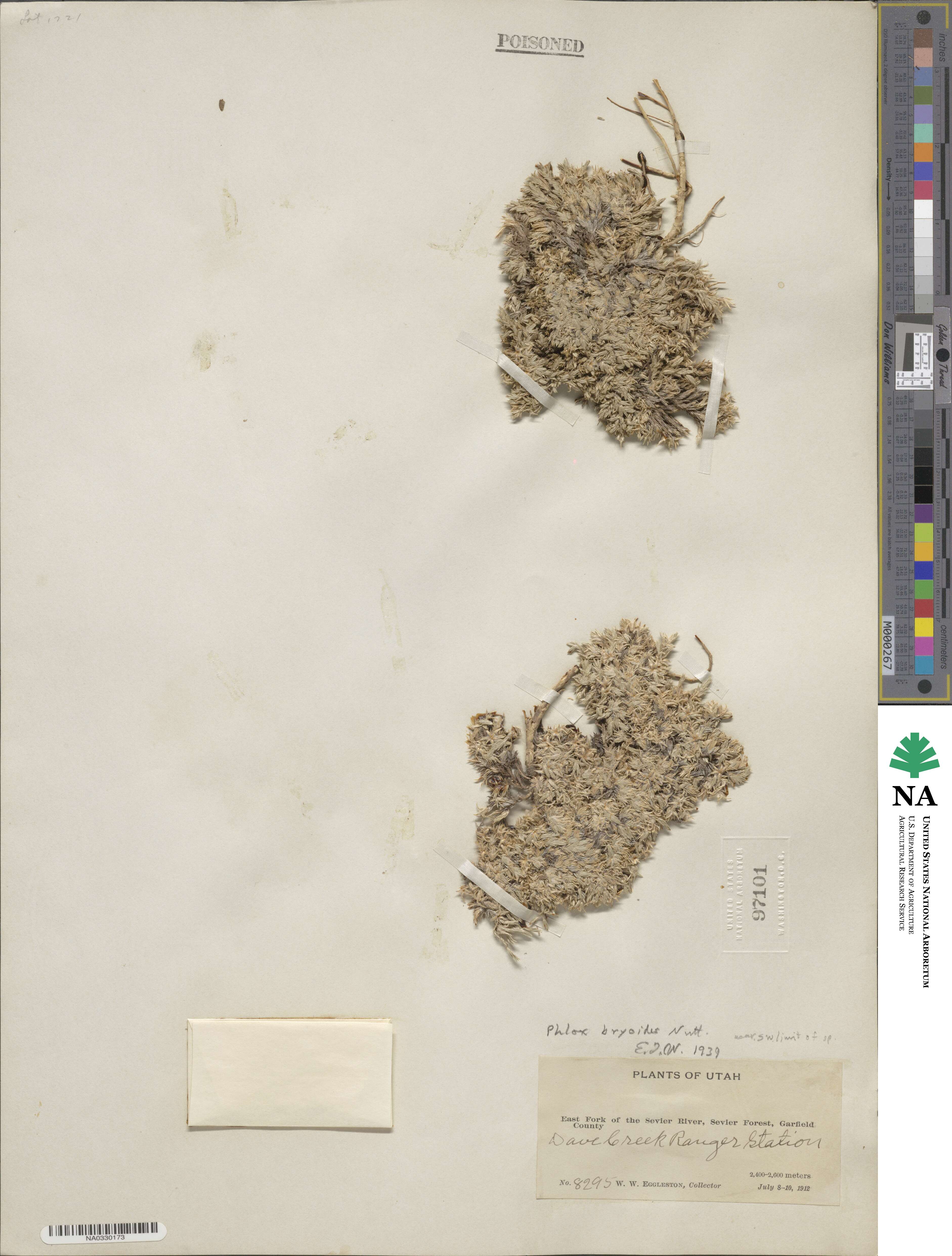 Phlox hoodii subsp. muscoides image
