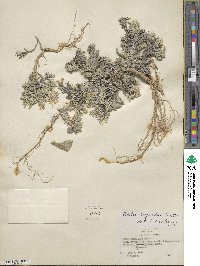 Phlox hoodii image