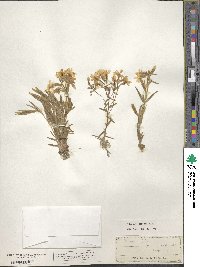 Phlox bifida image