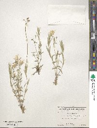 Phlox bifida image