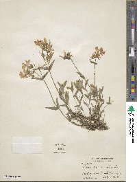 Phlox divaricata image