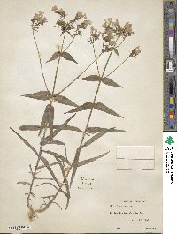 Phlox divaricata image