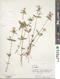 Phlox divaricata image