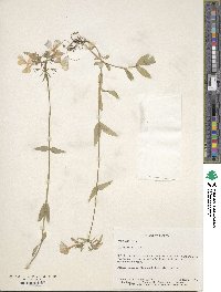 Phlox divaricata image