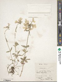 Phlox divaricata image