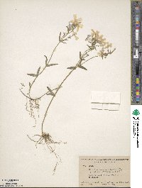 Phlox divaricata image