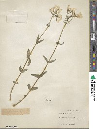 Phlox divaricata image