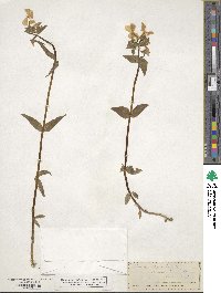 Phlox divaricata image