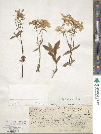 Phlox divaricata image