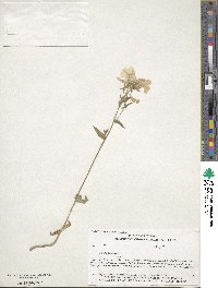 Phlox divaricata image