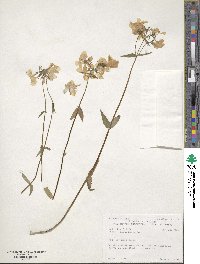 Phlox divaricata image