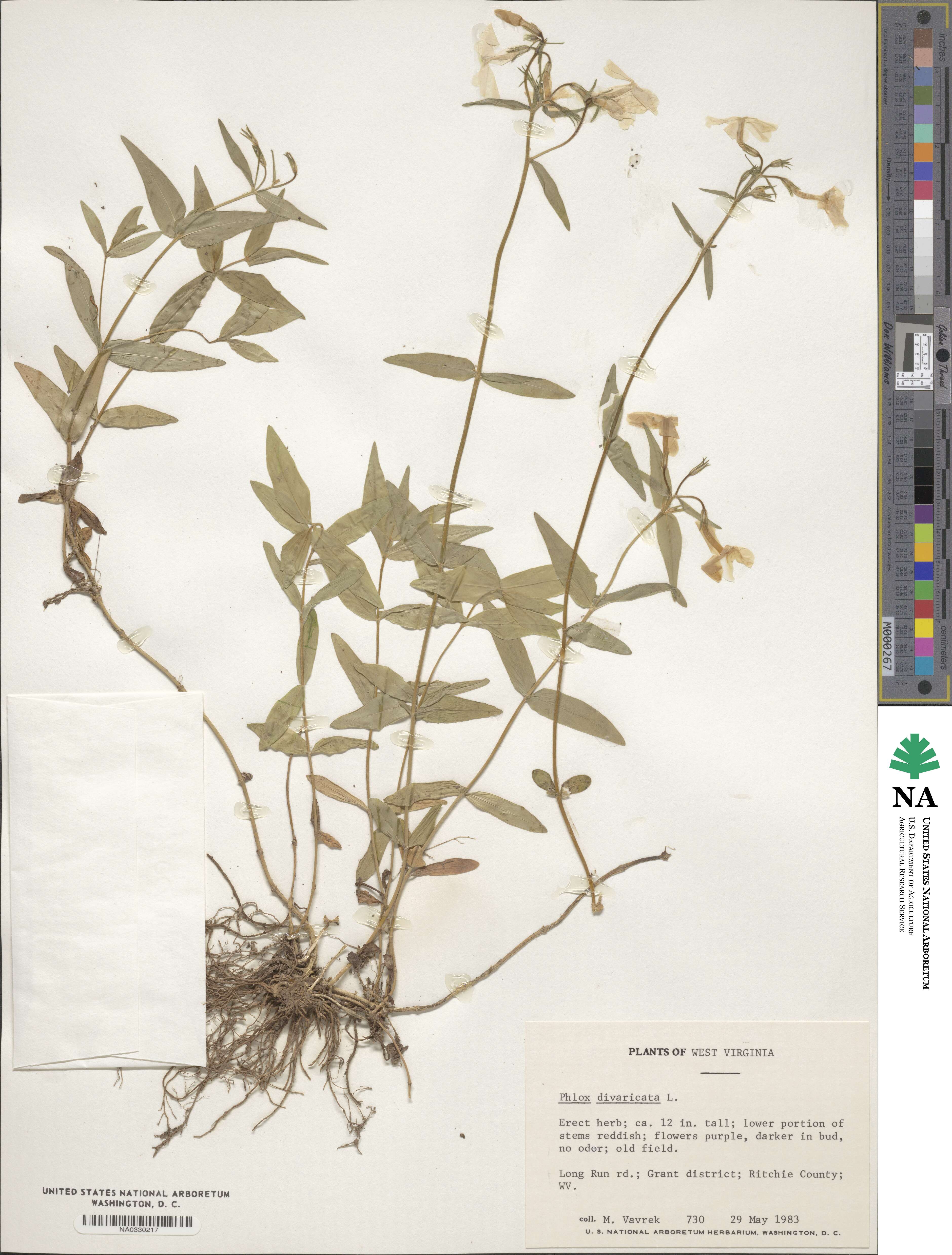 Phlox divaricata image