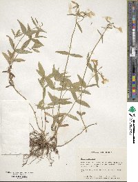 Phlox divaricata image