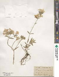 Phlox divaricata image