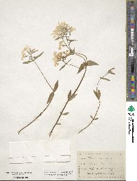 Phlox divaricata image