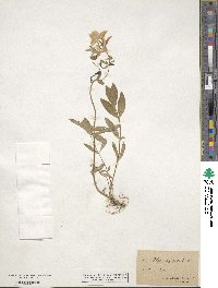 Phlox divaricata image