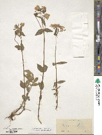 Phlox divaricata image