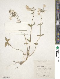 Phlox divaricata image