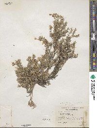 Phlox diffusa image