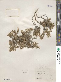 Phlox diffusa image