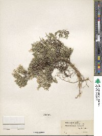 Phlox diffusa image