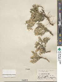 Phlox diffusa image