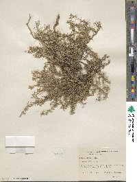 Phlox diffusa image