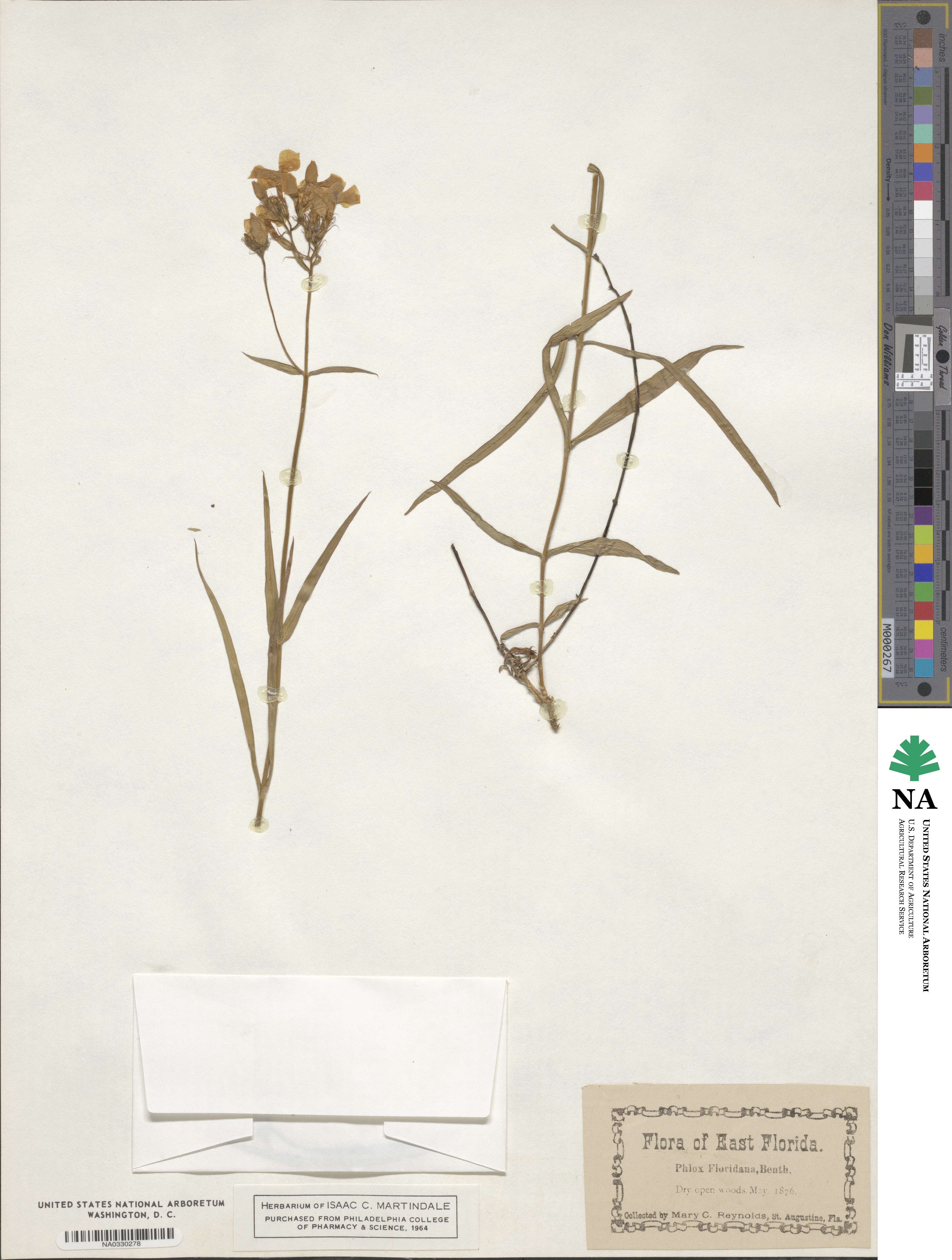 Phlox floridana image