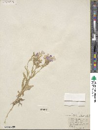 Phlox drummondii image