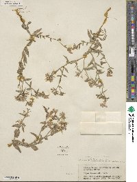 Phlox drummondii image