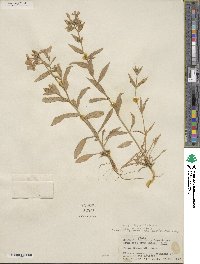 Phlox drummondii image