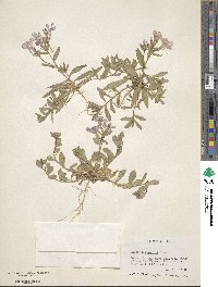 Phlox drummondii image