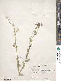 Phlox drummondii image