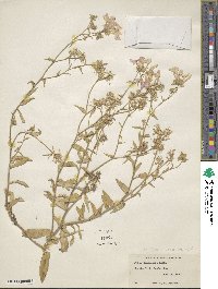 Phlox drummondii image