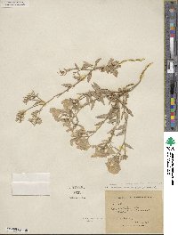 Phlox drummondii image