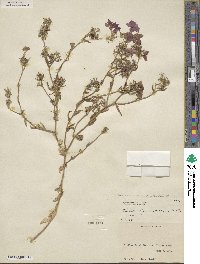 Phlox drummondii image