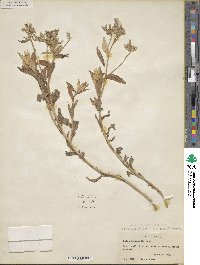 Phlox drummondii image