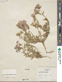 Phlox drummondii image