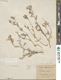 Phlox drummondii image