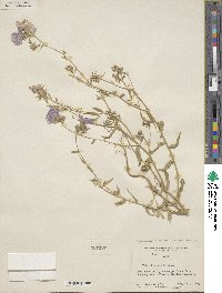 Phlox drummondii image