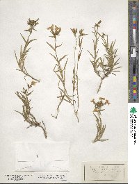 Phlox drummondii image