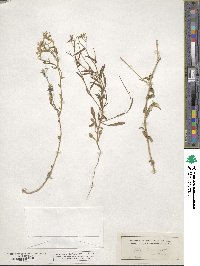 Phlox drummondii image