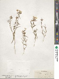 Phlox drummondii image