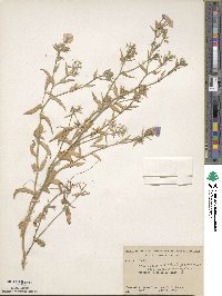 Phlox drummondii image